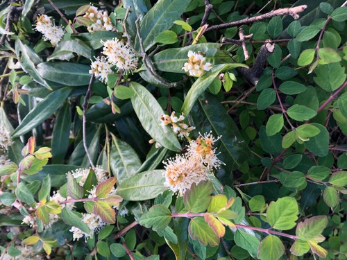 Picture of a shrub with clusters of small white flowers and glossy green leaves