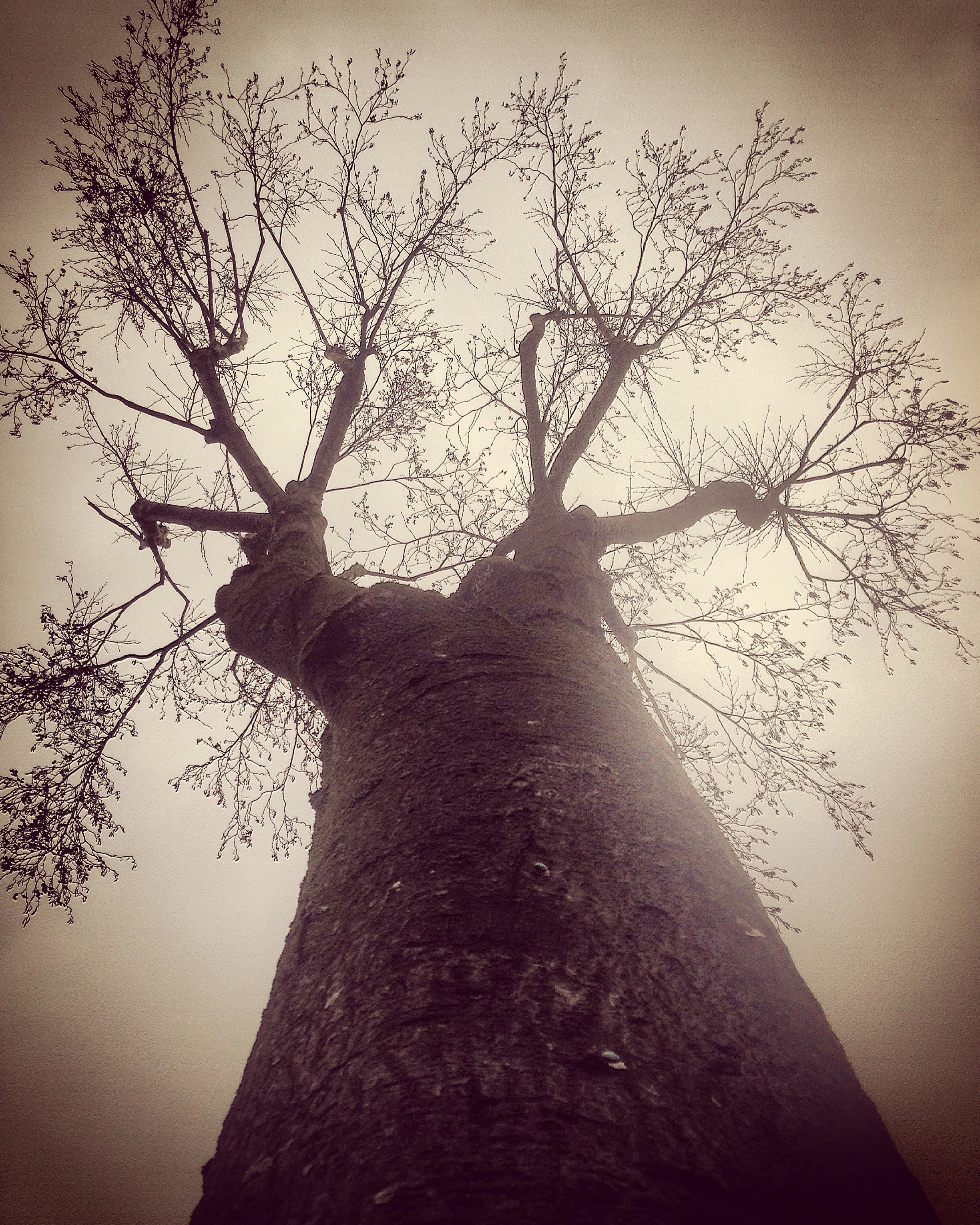 tree3