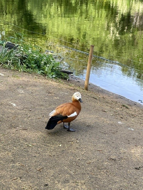 duck4