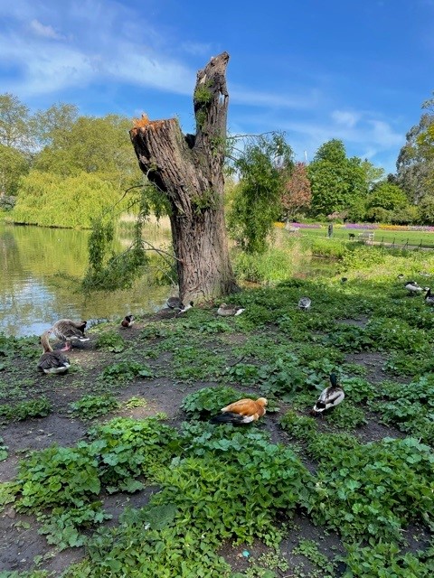 duck5