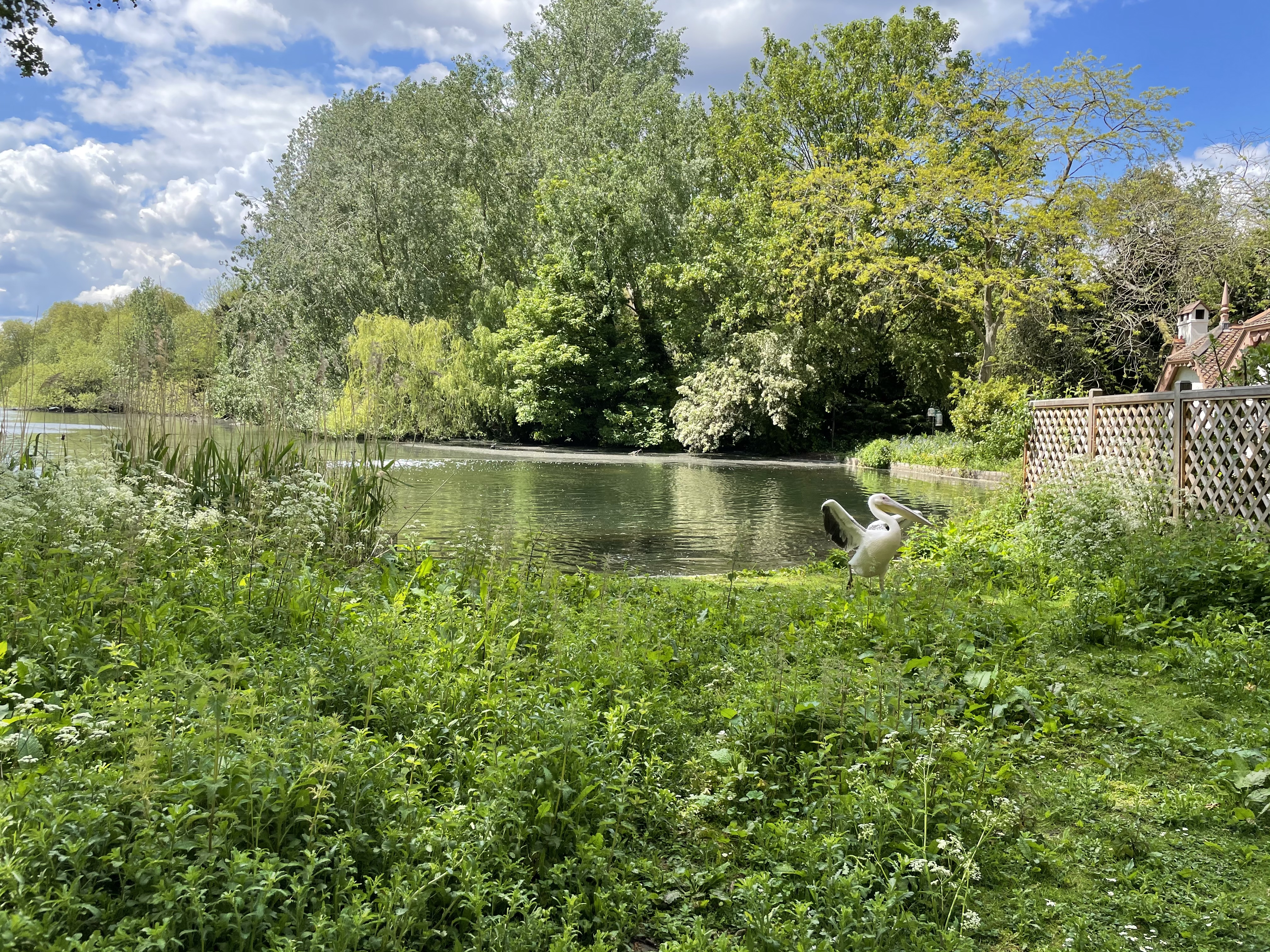pond.jpeg